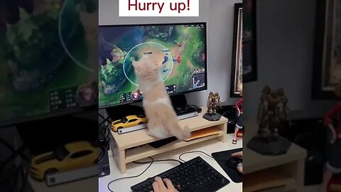 CAT VIDEO
