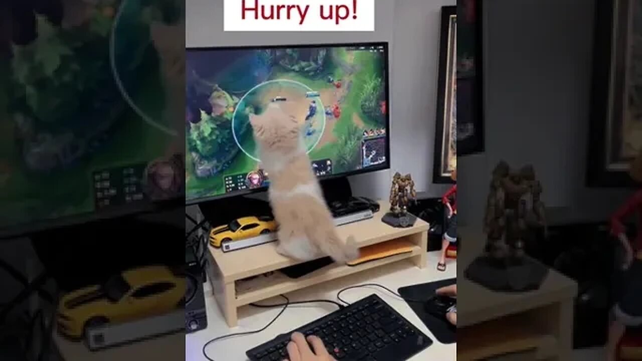 CAT VIDEO