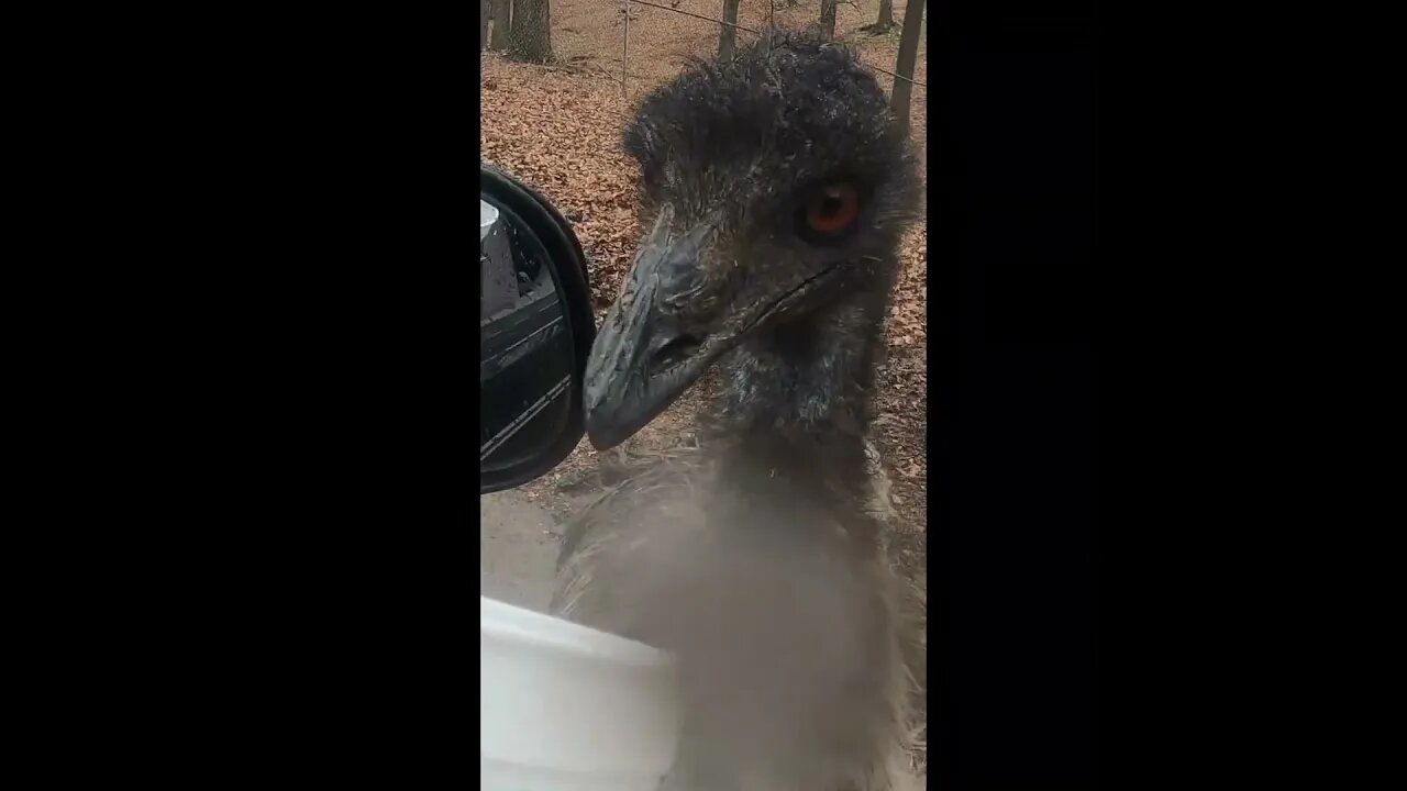 DRIVE THRU WILD ANIMAL SAFARI located in Stafford Missouri, Ostrich