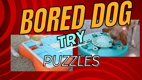 Bored Dogs? NOT NOW!