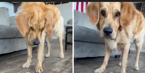 Golden Retriever scared of dog image on food bag