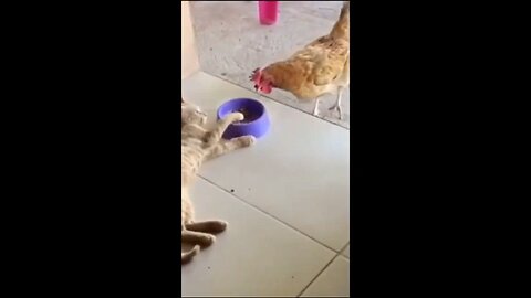 Funny animals - Funny cats - dogs - Funny animal videos 😂😂🌈