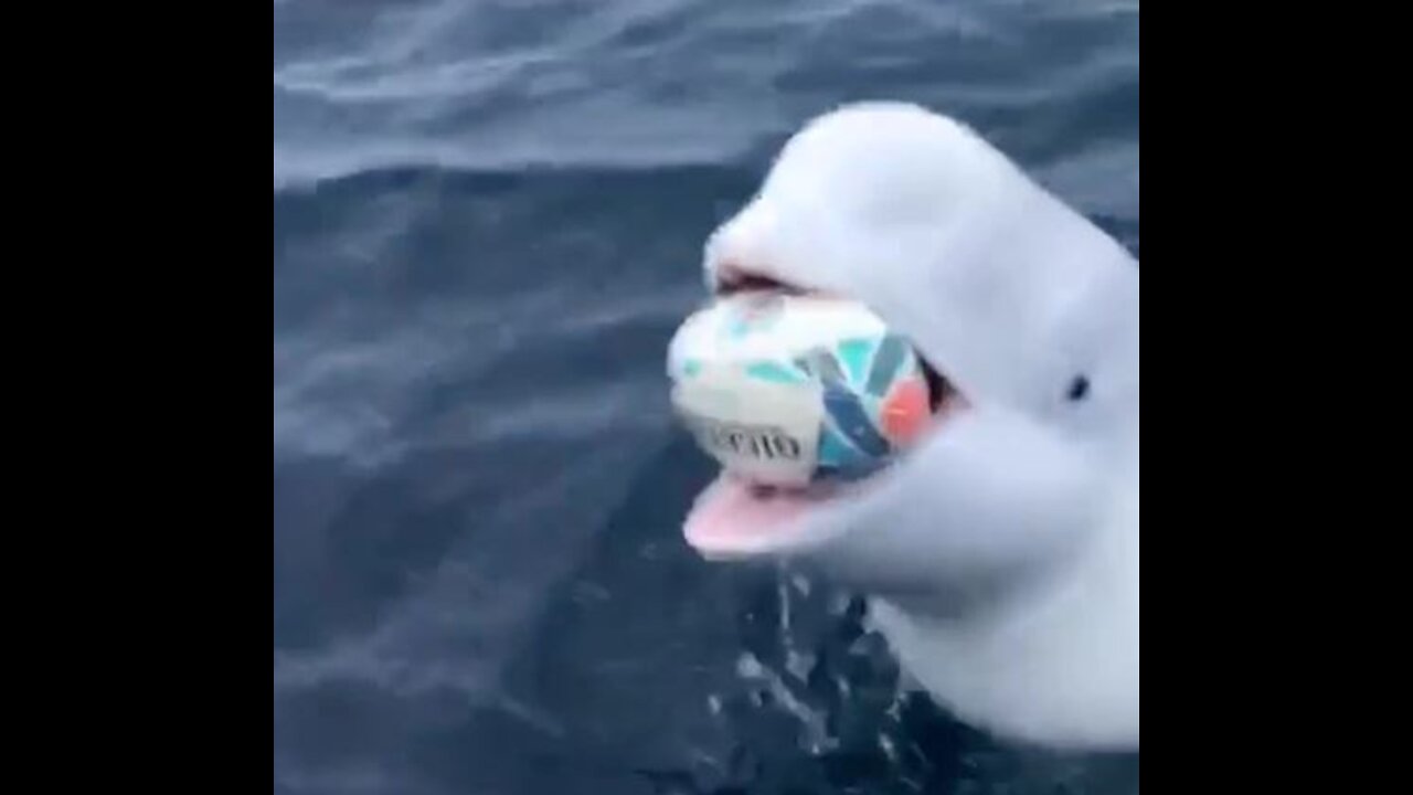 funny whale that playing with a rugby ball