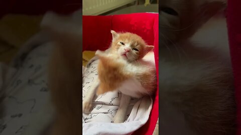 The most cute kittens