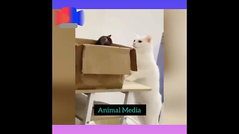 Cat funny moment