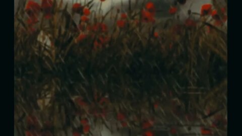 Field poppies in the rain. Польові маки під дощем.