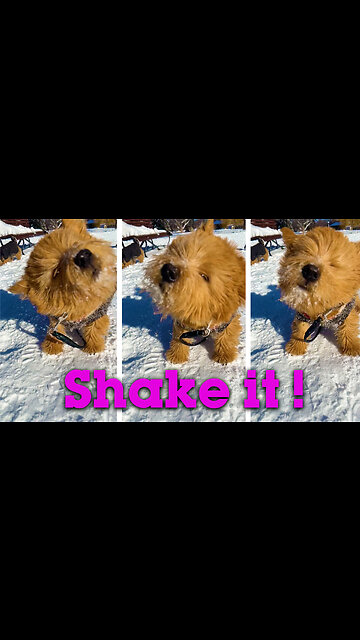 FIRST WINTER! Silly Puppy tries to shake snow from his face 🤣