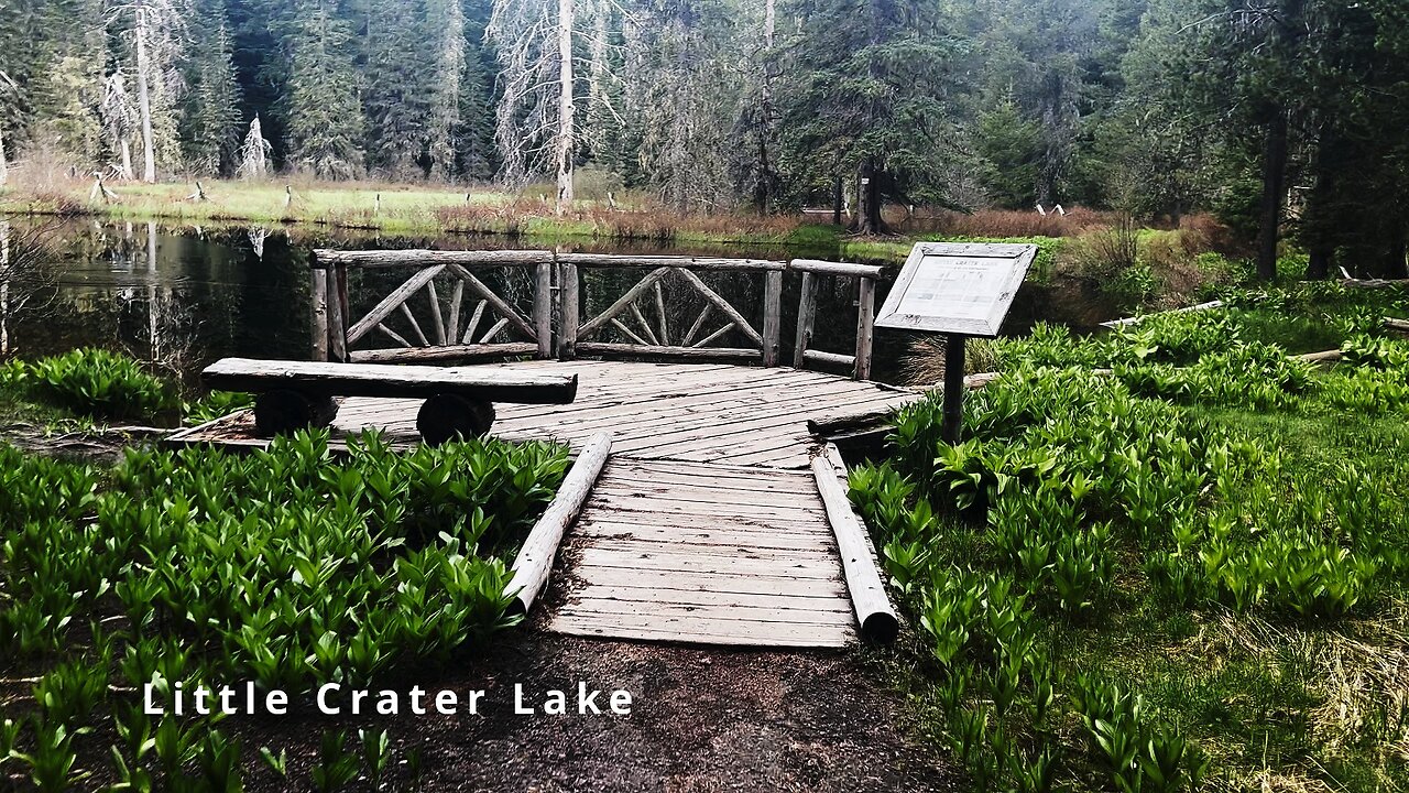 Hiking Little Crater Lake Trail to Swampy Flooded Planks! | Timothy Lake | Mount Hood | Oregon | 4K