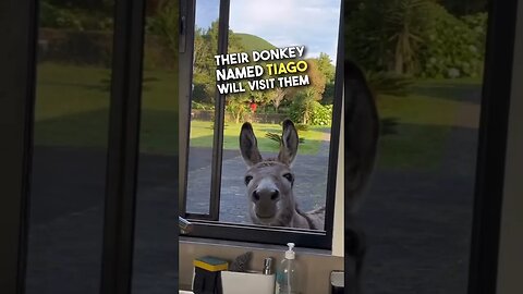 donkey opening kitchen window #best day #everyday