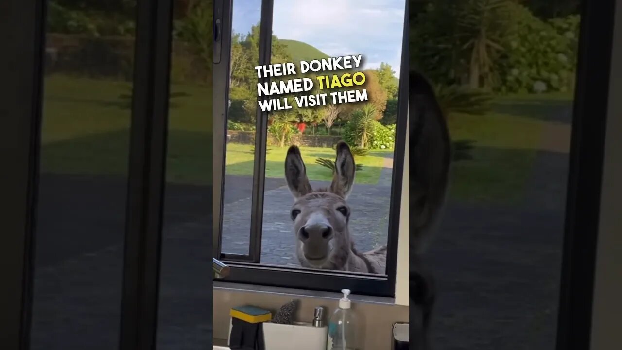 donkey opening kitchen window #best day #everyday