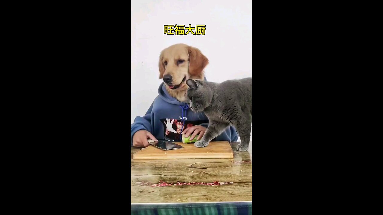 Dog Funny video.