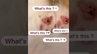 PLAYING CAT VIDEO MEAWWW