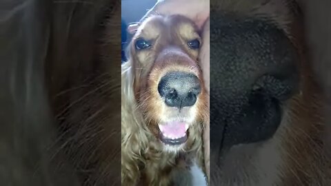 golden dog , shorts