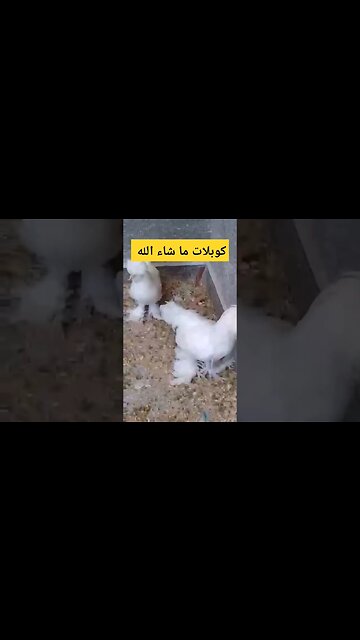 كوبلات 1 ما شاء الله