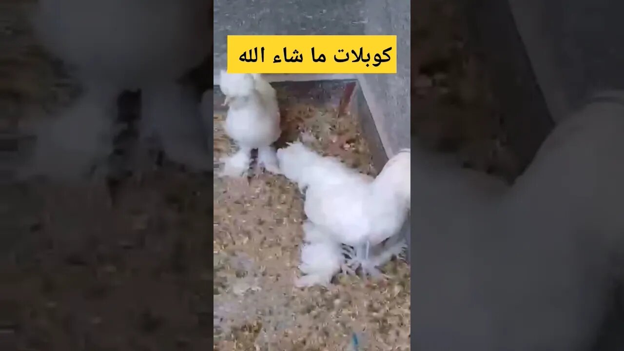 كوبلات 1 ما شاء الله