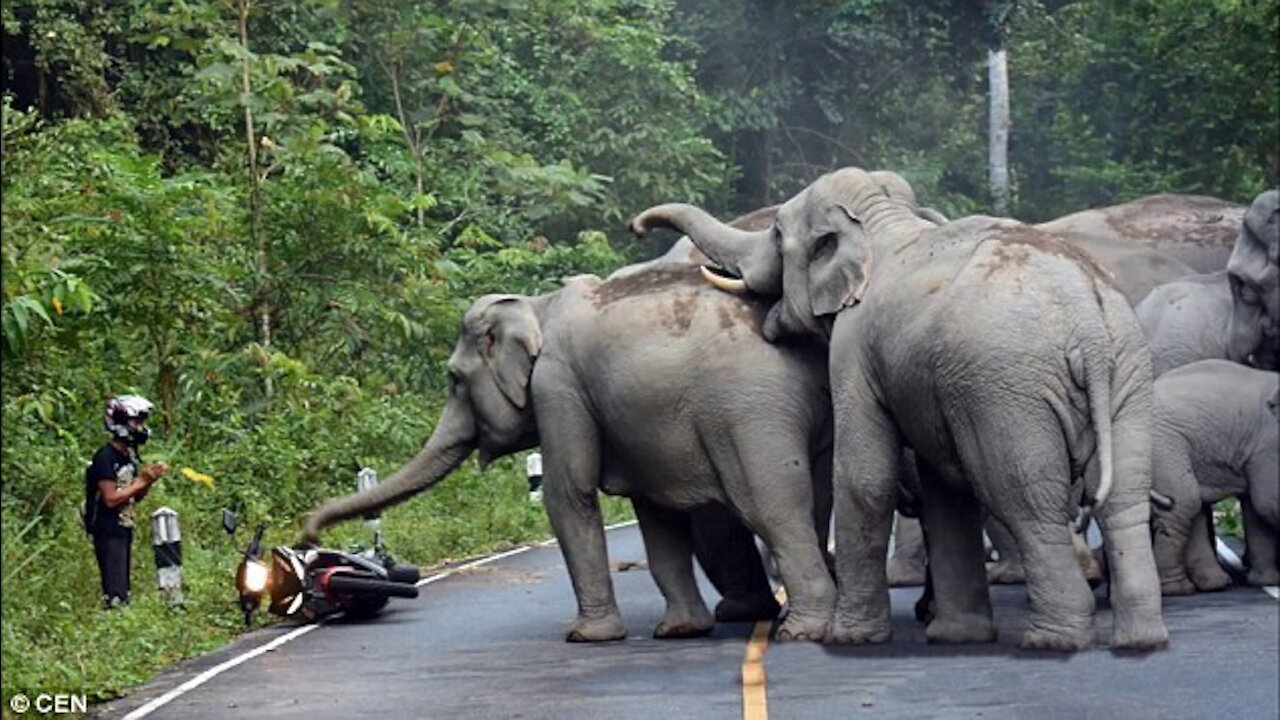 ELEPHANT ATTACK COMPILATION- 2021