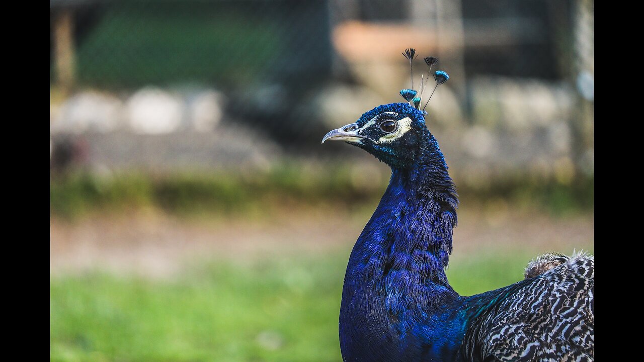 "Splendid Plumes: The Majestic Tale of a Peacock's Pride" #61