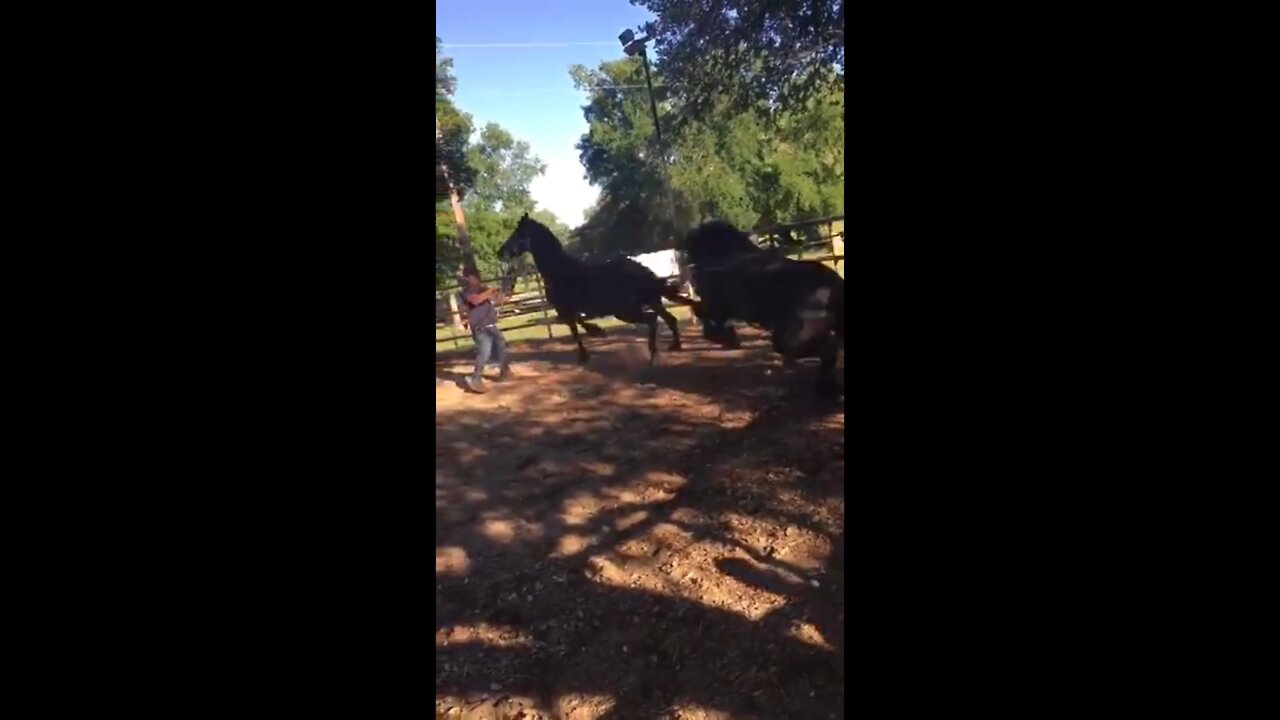 Horse gets kicked by another Horse and Dies