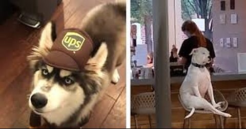 "Epic Pet Fails: Cats and Dogs Edition 😂"