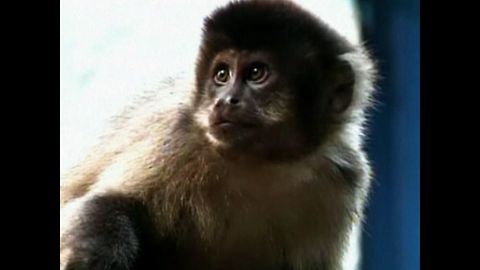 Monkeys Cause Mayhem In Brazil