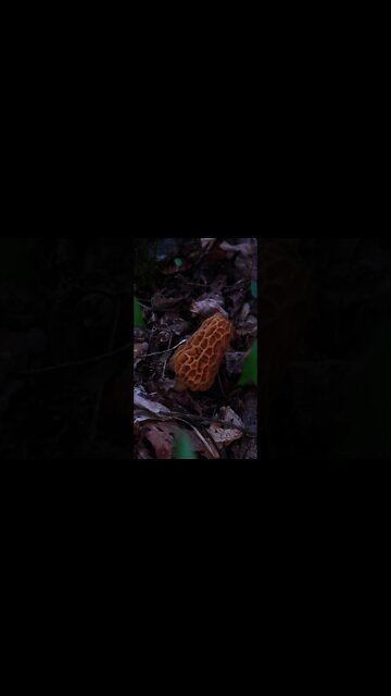How to find Morel Mushrooms. Morel identification and harvesting tips. #shorts