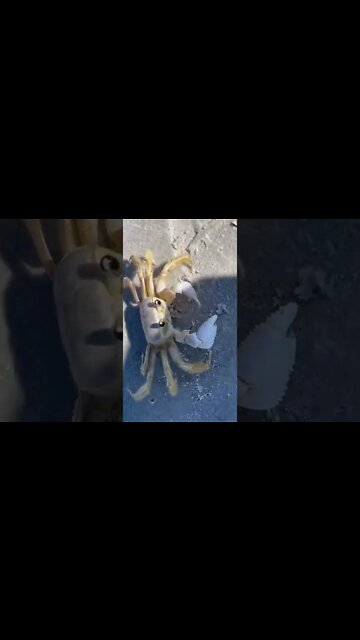 Rocky the Boxing Crab 🦀 Kicked my @ss 😵 #shorts