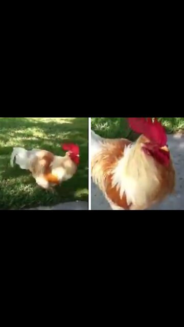 Rooster Runs Fast To Greet Dad