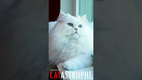 #CATASTROPHE - Cotton Kitty