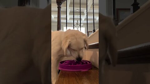 Golden retriever eating