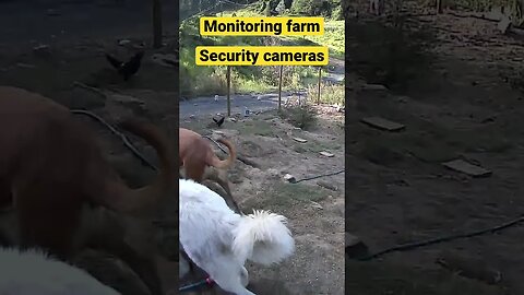Farm cam: monitoring animals