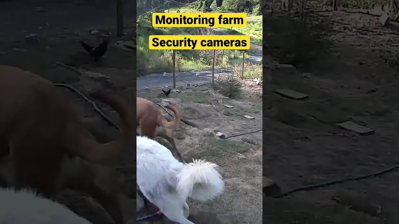 Farm cam: monitoring animals