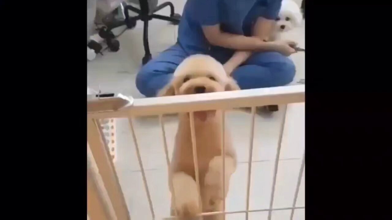 cute puppy videos