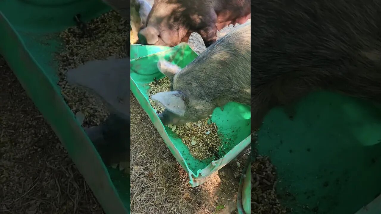 Pigs Love Potato Chips! @UncleTimsFarm #kärnəvór #carnivore #shorts #hereford #freerangepigs