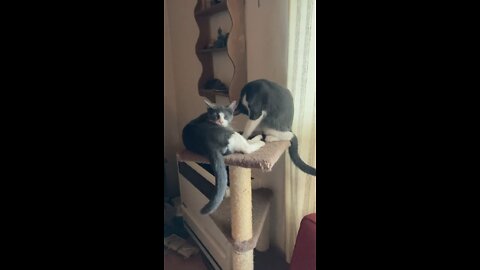 Clean it up kittehs