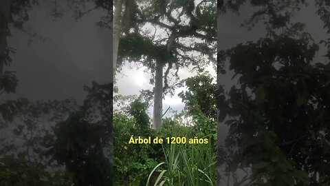 Frondoso árbol de 1200 años #nature