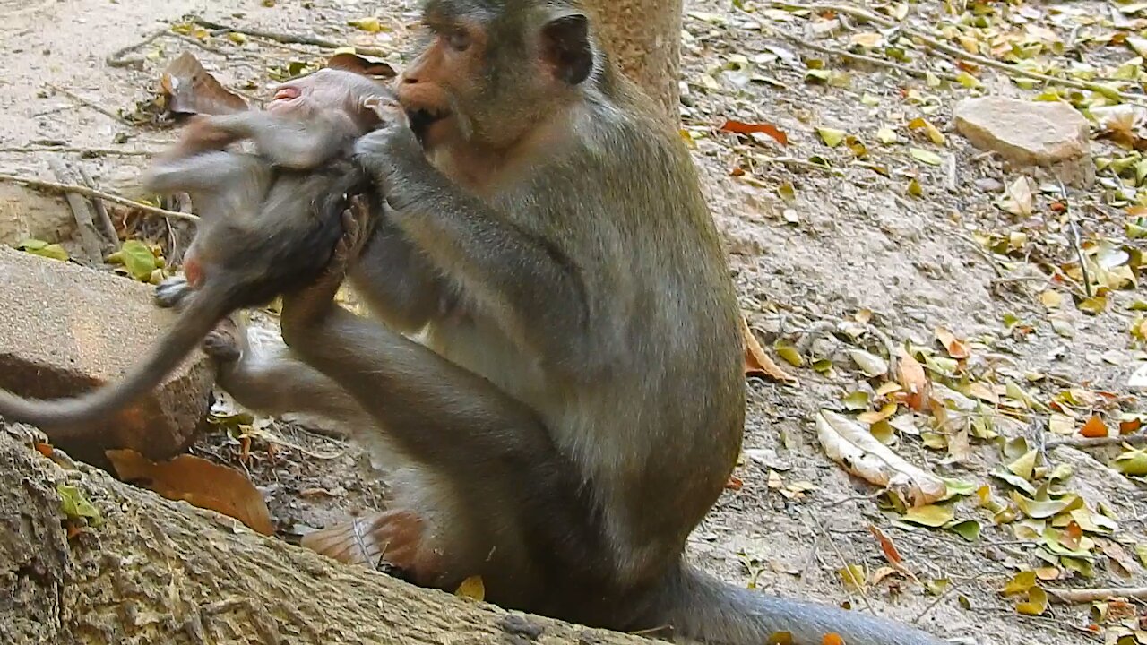 Funny Animals , Baby monkey so so hungry , mom punish him.#7# love animals.