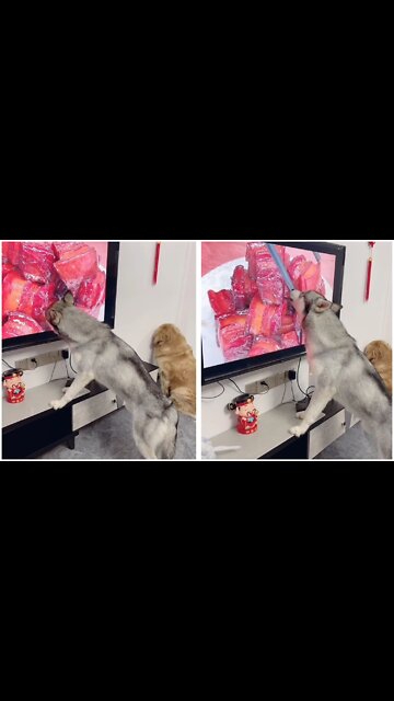 Today my dog ​​is very hungry😂😂😂😂