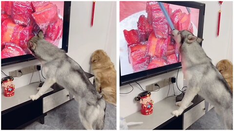 Today my dog ​​is very hungry😂😂😂😂