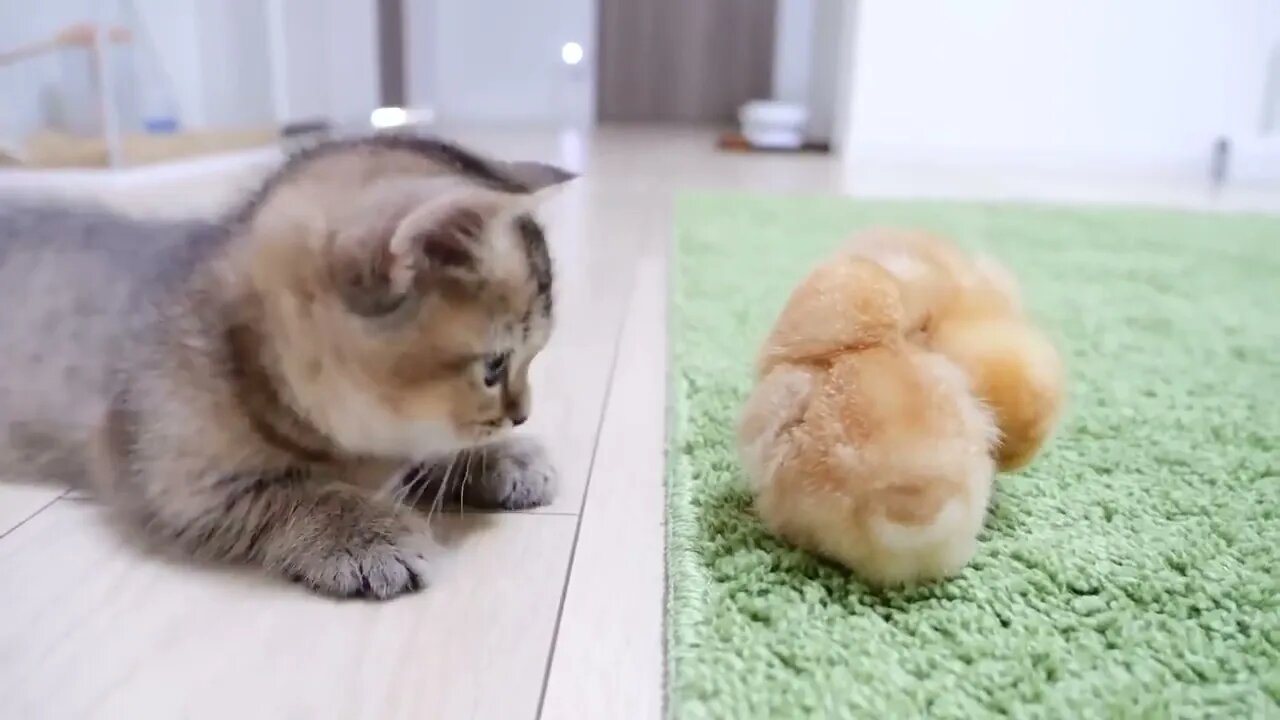 Look--how kitten met tiny chicks for the first time