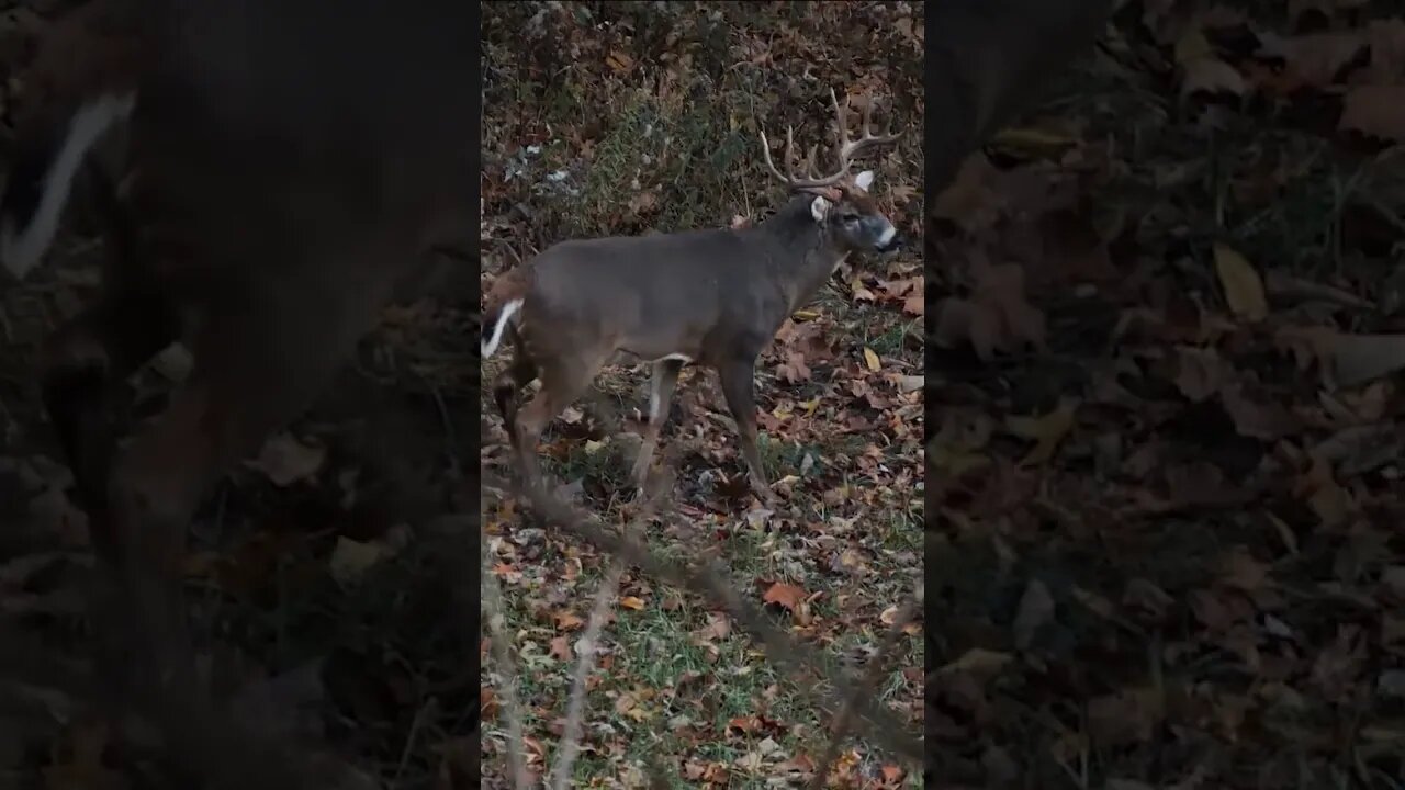 Got The Itch #shorts #hunting #deerhunting #bowhunting #deer #short