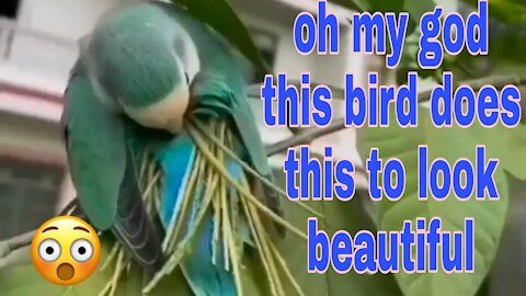 oh my god this bird does this to look beautiful