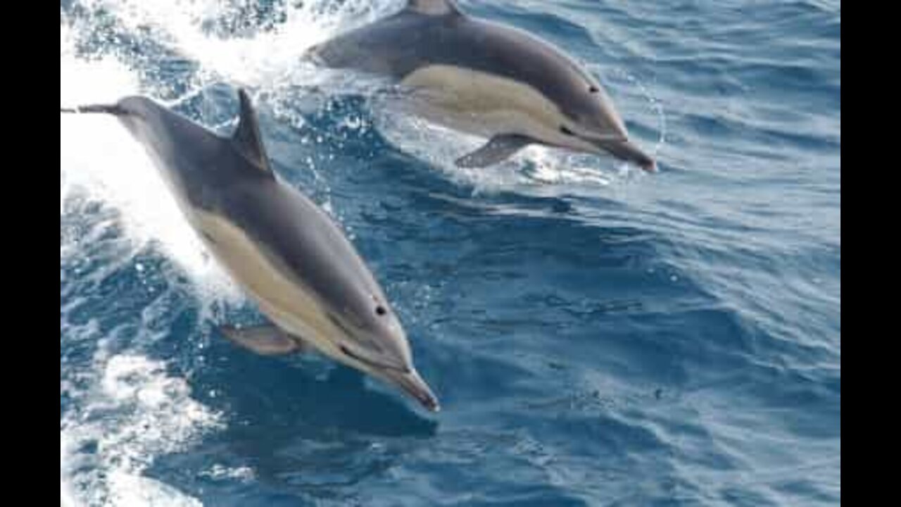 Friendly and playful dolphins showing off