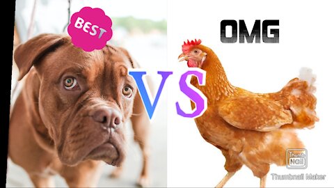 new funny video dog vs chicken