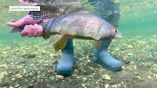 Iconic fish to be reintroduced into Michigan streams