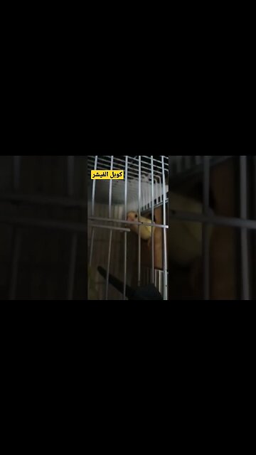 كوبل الفيشر كيوت روعة مرحبا