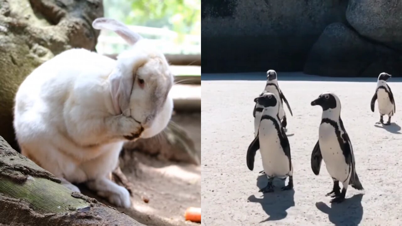 Heartwarming Encounters A Symphony of Cute Animals That Will Melt Your Heart