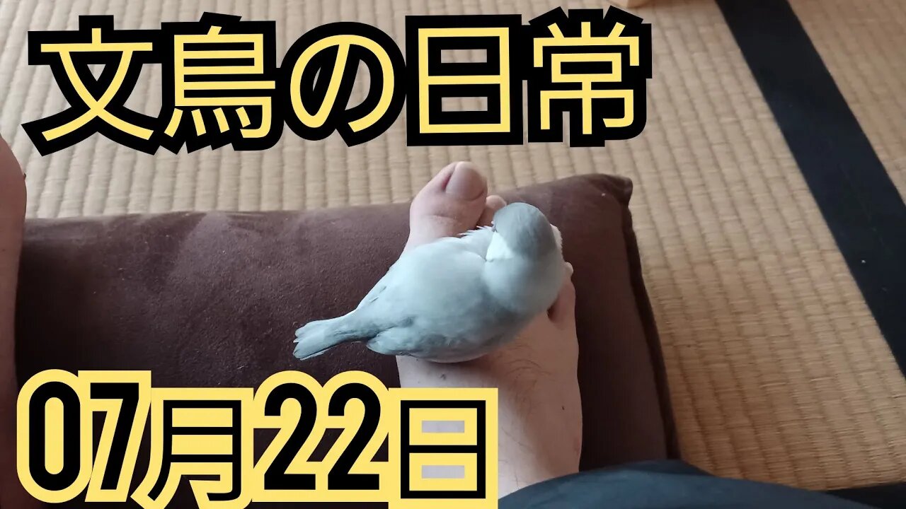 2023年07月22日の文鳥