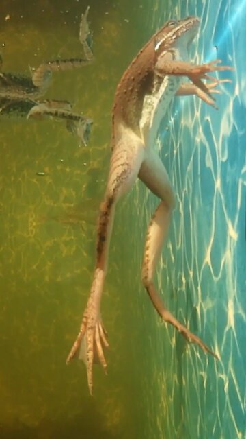Frogs in Pool Swim Underwater