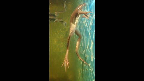 Frogs in Pool Swim Underwater