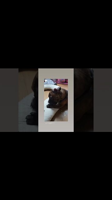 MEET FURBALL AND PETER STARK